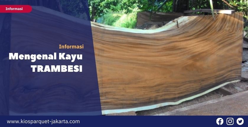 Benarkah Kayu Trembesi Tahan Jamur dan Rayap? 10 Mengenal kayu Trembesi