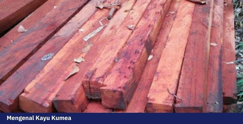 Kualitas Kayu Kumea yang Cocok Untuk Kebutuhan Bangunan Rumah 3 Kayu kumea 2