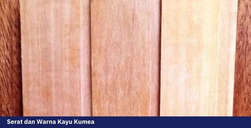 Kualitas Kayu Kumea yang Cocok Untuk Kebutuhan Bangunan Rumah 4 Kayu kumea 3