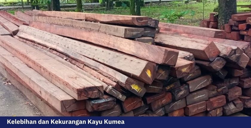 Kualitas Kayu Kumea yang Cocok Untuk Kebutuhan Bangunan Rumah 5 Kayu kumea 4