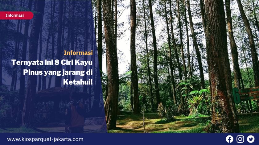 Ciri-ciri Kayu Pinus dan Kualitas untuk Furnitur 8 Ciri Kayu Pinus