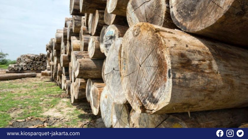 Fakta Menarik Jati Belanda! Ketahui Ciri dan 8 Kelebihan untuk Furniture 3 Jati Belanda 2