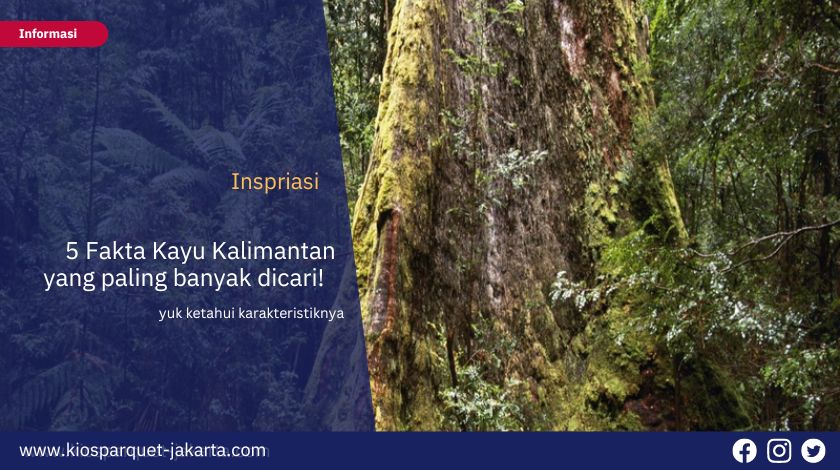5 Kayu Asal Kalimantan yang paling banyak dicari! 8 Kayu Asal Kalimantan 1