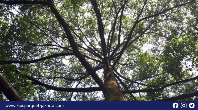 5 Kayu Asal Kalimantan yang paling banyak dicari! 3 Kayu Asal Kalimantan 2