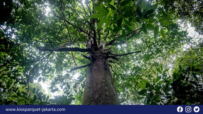 5 Kayu Asal Kalimantan yang paling banyak dicari! 4 Kayu Asal Kalimantan 3