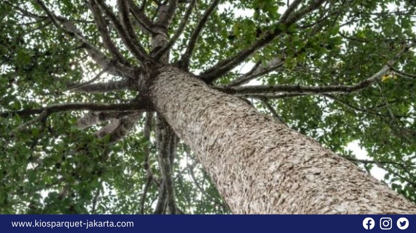 5 Kayu Asal Kalimantan yang paling banyak dicari! 6 Kayu Asal Kalimantan 5