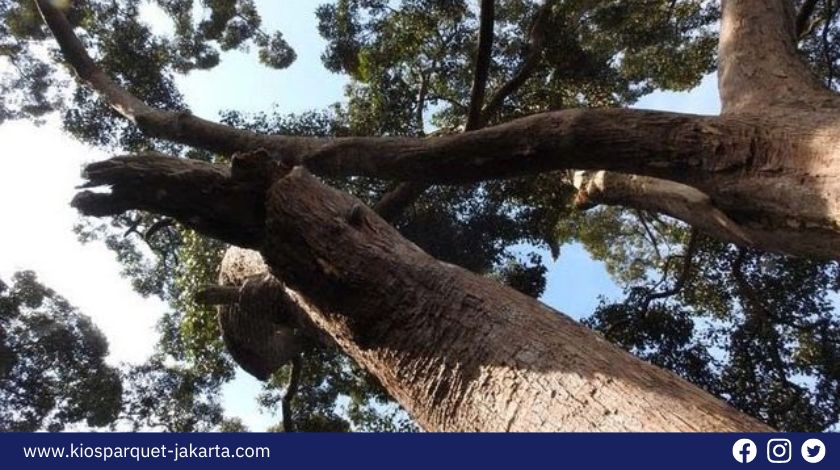 5 Kayu Asal Kalimantan yang paling banyak dicari! 7 Kayu Asal Kalimantan 6