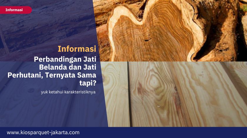 Perbandingan Jati Belanda dan Jati Perhutani, Ternyata Sama tapi? 6 Perbandingan Jati Belanda dan Perthutani 1