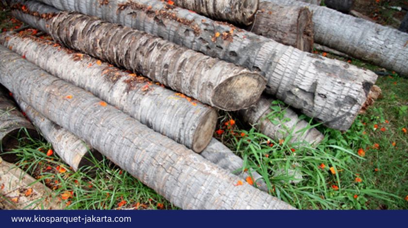 Mengenal Kayu Kelapa dengan Kelebihannya yang Menarik! 3 Kayu kelapa 2