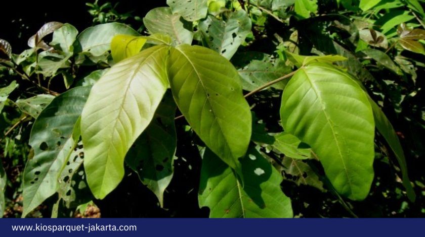 Manfaat Pohon Laban dari Kayu, daun hingga Manfaat lainnya 2 Manfaat Kayu Laban 2