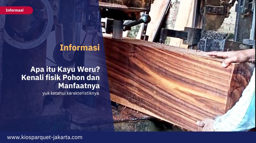 Apa itu Kayu Weru? Kenali fisik Pohon dan Manfaatnya 10 1