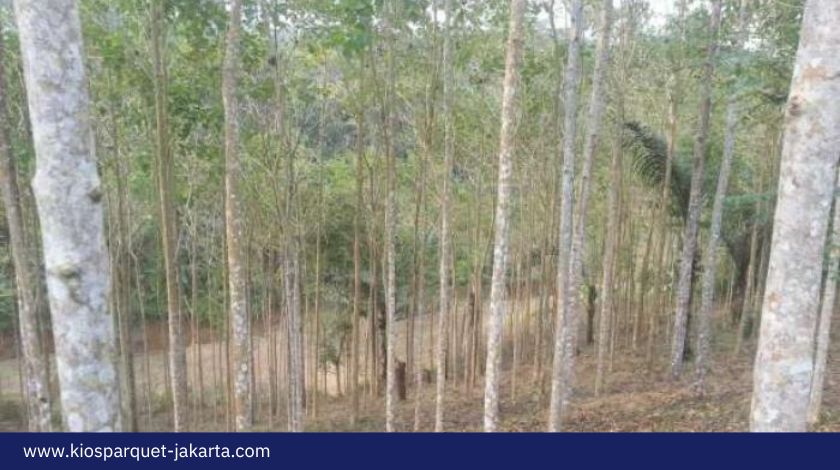 7 Fakta Menarik dari Jati Putih & Kenali Kualitasnya 4 Fakta Jati Putih 2