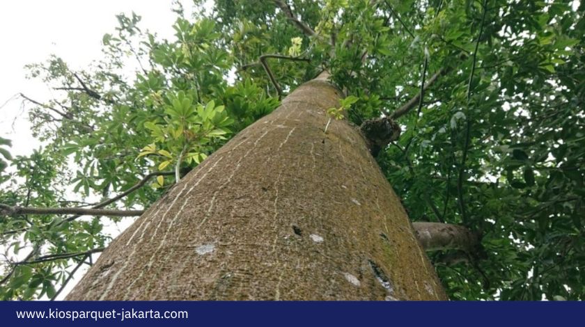 Apa itu Kayu Randu? Ketahui Kualitas dan Kegunaannya 1 Apa itu Kayu Randu 1