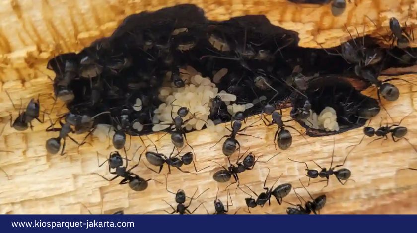 7 Cara Membasmi Semut Kayu Paling Efektif 4 Cara Membasmi Semut Kayu 1