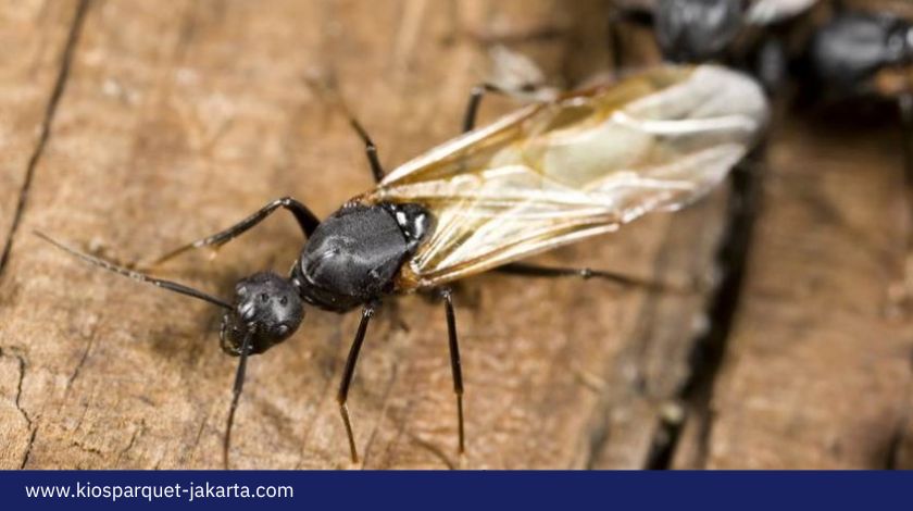 7 Cara Membasmi Semut Kayu Paling Efektif 5 Cara Membasmi Semut Kayu 2