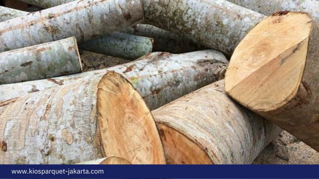 Fakta Kayu Albasia dari Kualitas dan ciri cirinya 3 Kayu Albasia 1