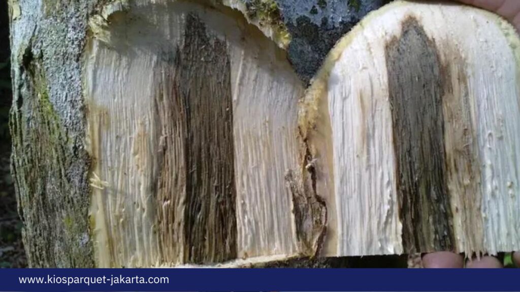 Mengenal Kayu Gaharu Satu Jenis Termahal Asal Indonesia! 5 Kayu Gaharu 2