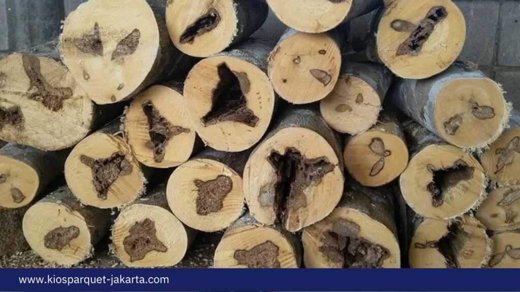 Mengenal Kayu Gaharu Satu Jenis Termahal Asal Indonesia! 4 Kayu Gaharu 3