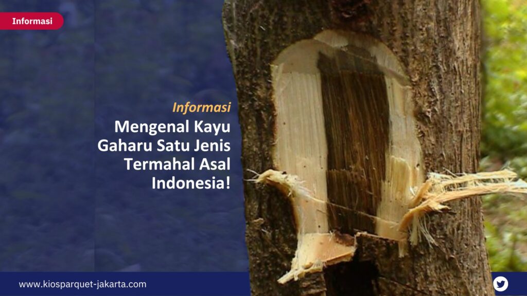 Mengenal Kayu Gaharu Satu Jenis Termahal Asal Indonesia! 10 Kayu Gaharu 4