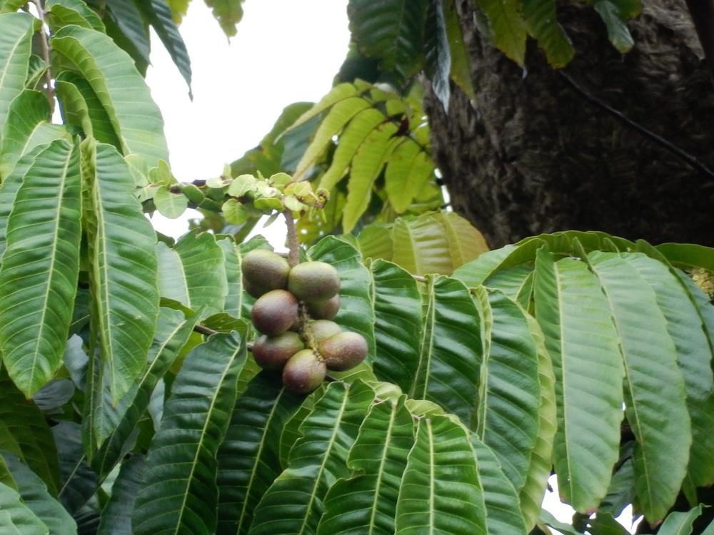 Kayu Matoa: Karakteristik, Plus dan minusnya 4 kayu matoa