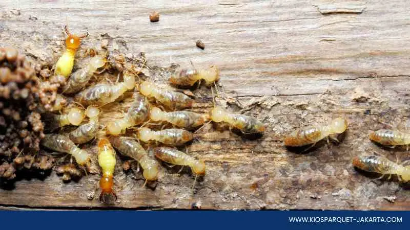 Karakteristik Kayu Angsana yang Berbeda Dengan Lainnya 5 tingkat ketahanan kayu angsana terhadap rayap