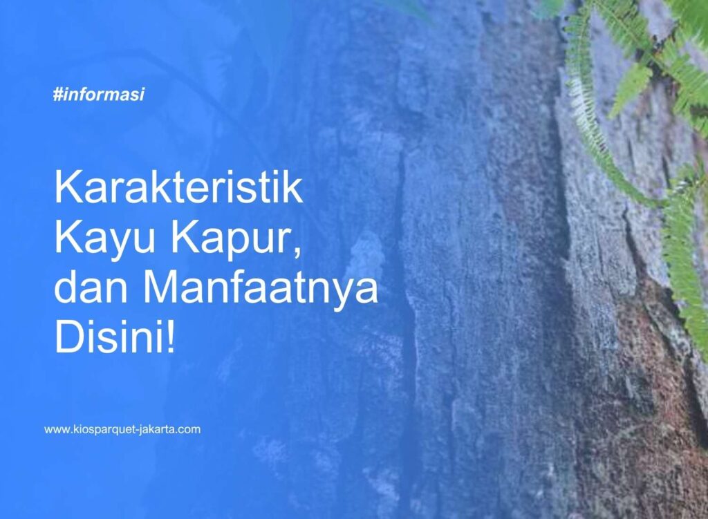 Karakteristik Kayu Kapur, dan Manfaatnya Disini! 2 Kayu Kapur